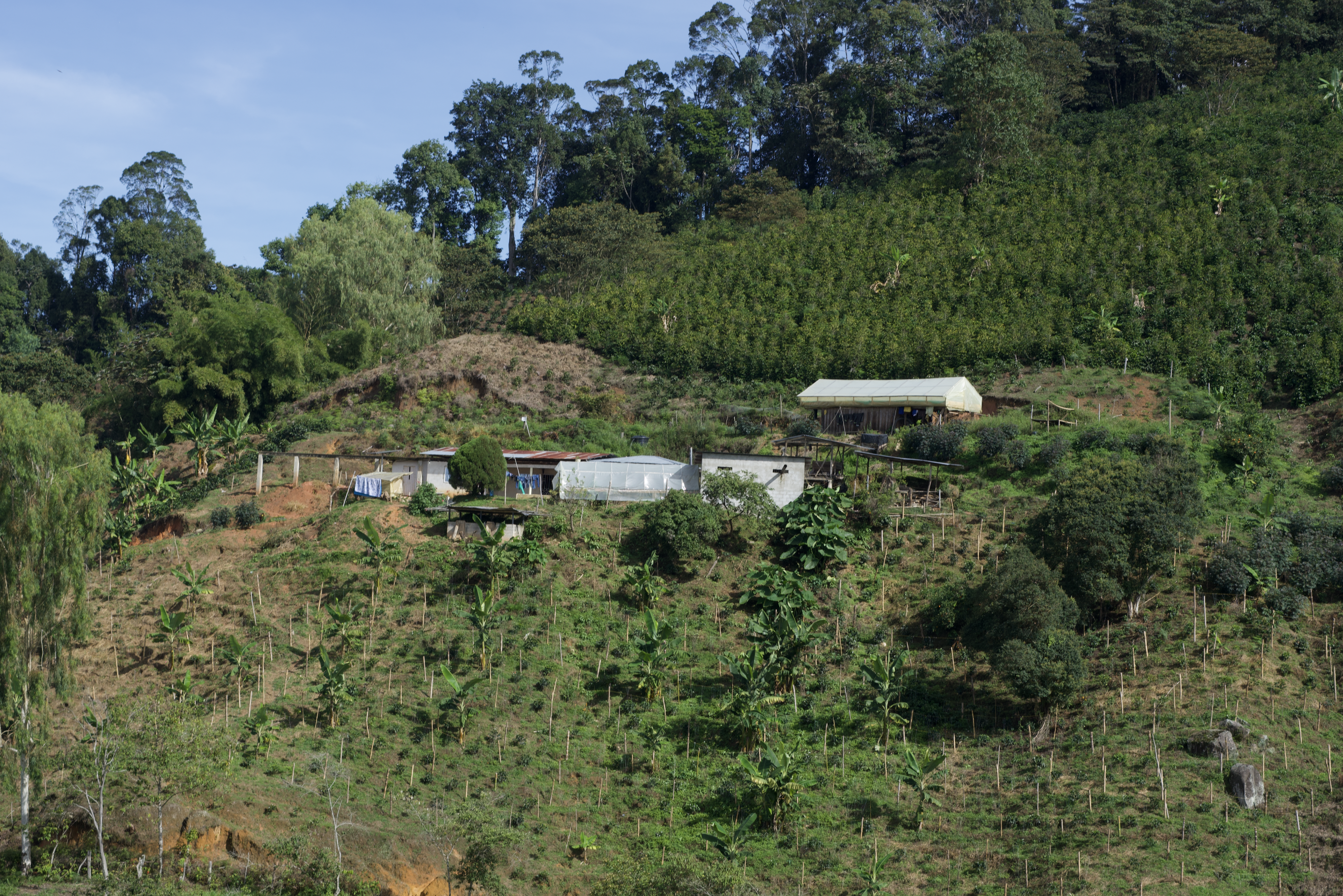 Café équitable Colombie