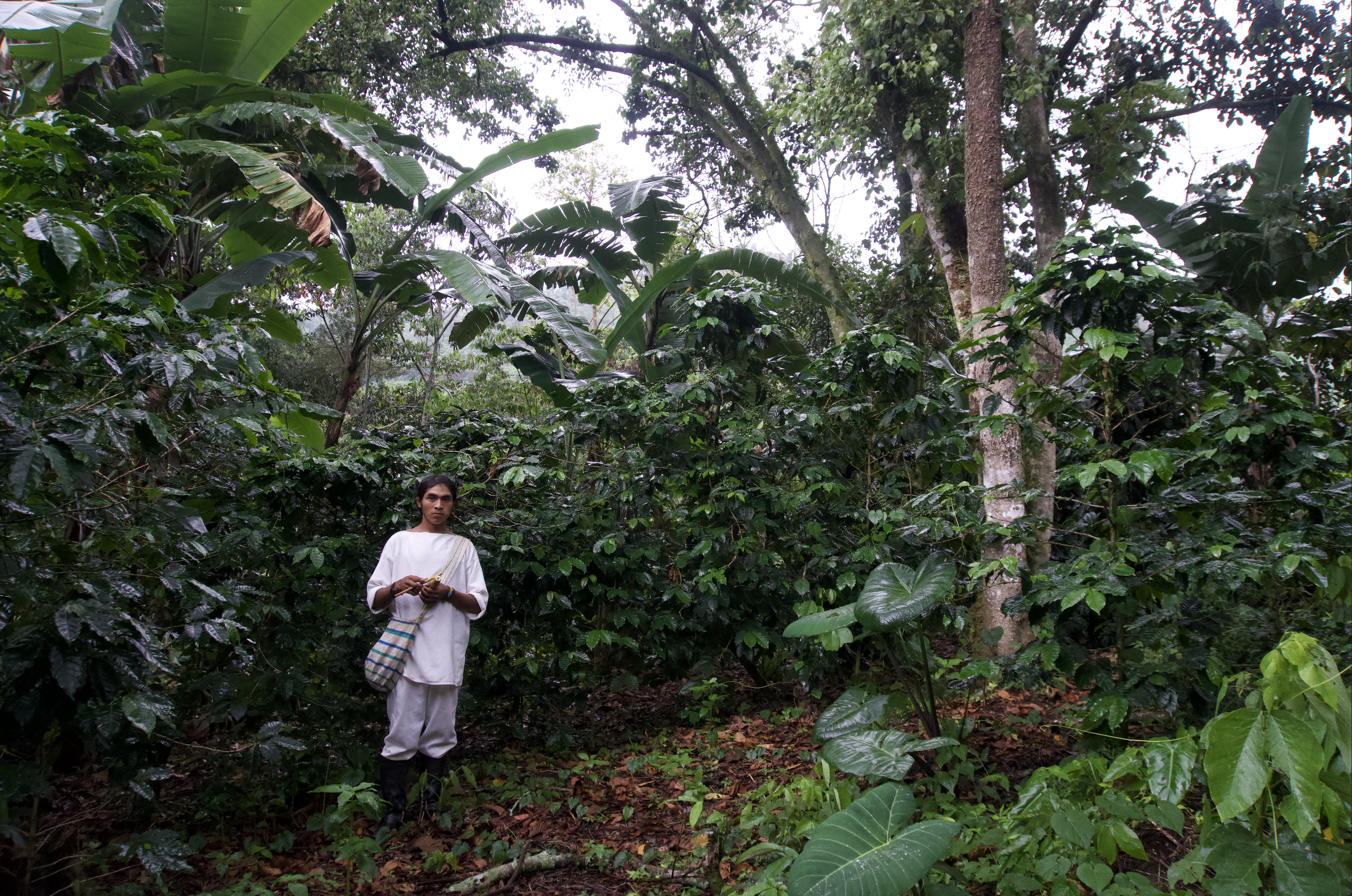 Café de spécialité Colombie