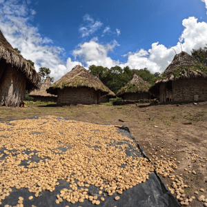 café de spécialité Petit Kogi qui sèche dans un village indigène