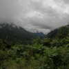 Jungle