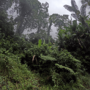 jungle