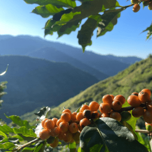 pied de café