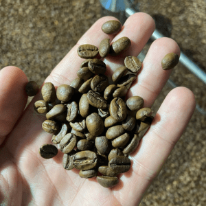 café petit kogi dans la main de benoit